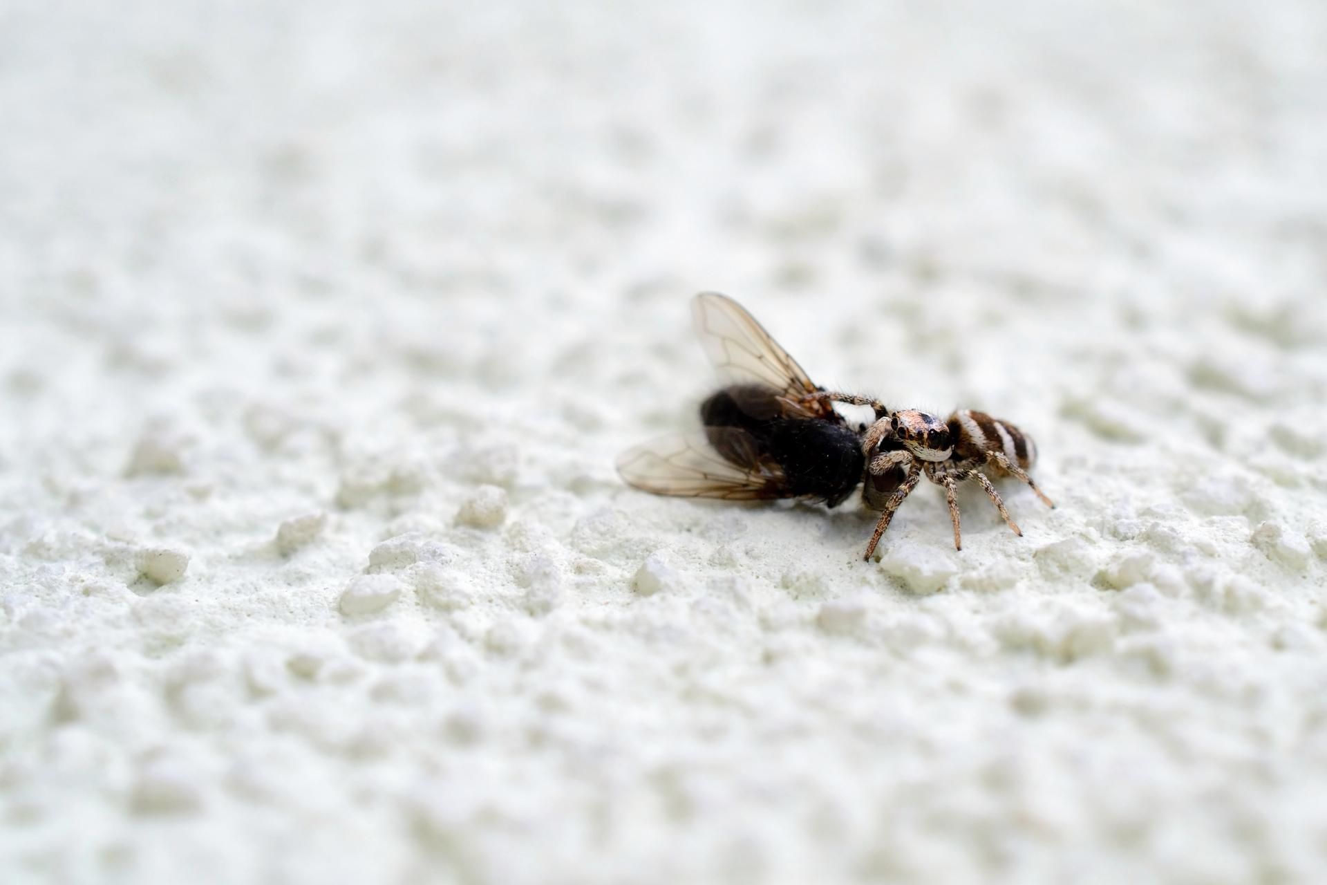 Small black and white insect with transparent wings on a textured white surface.