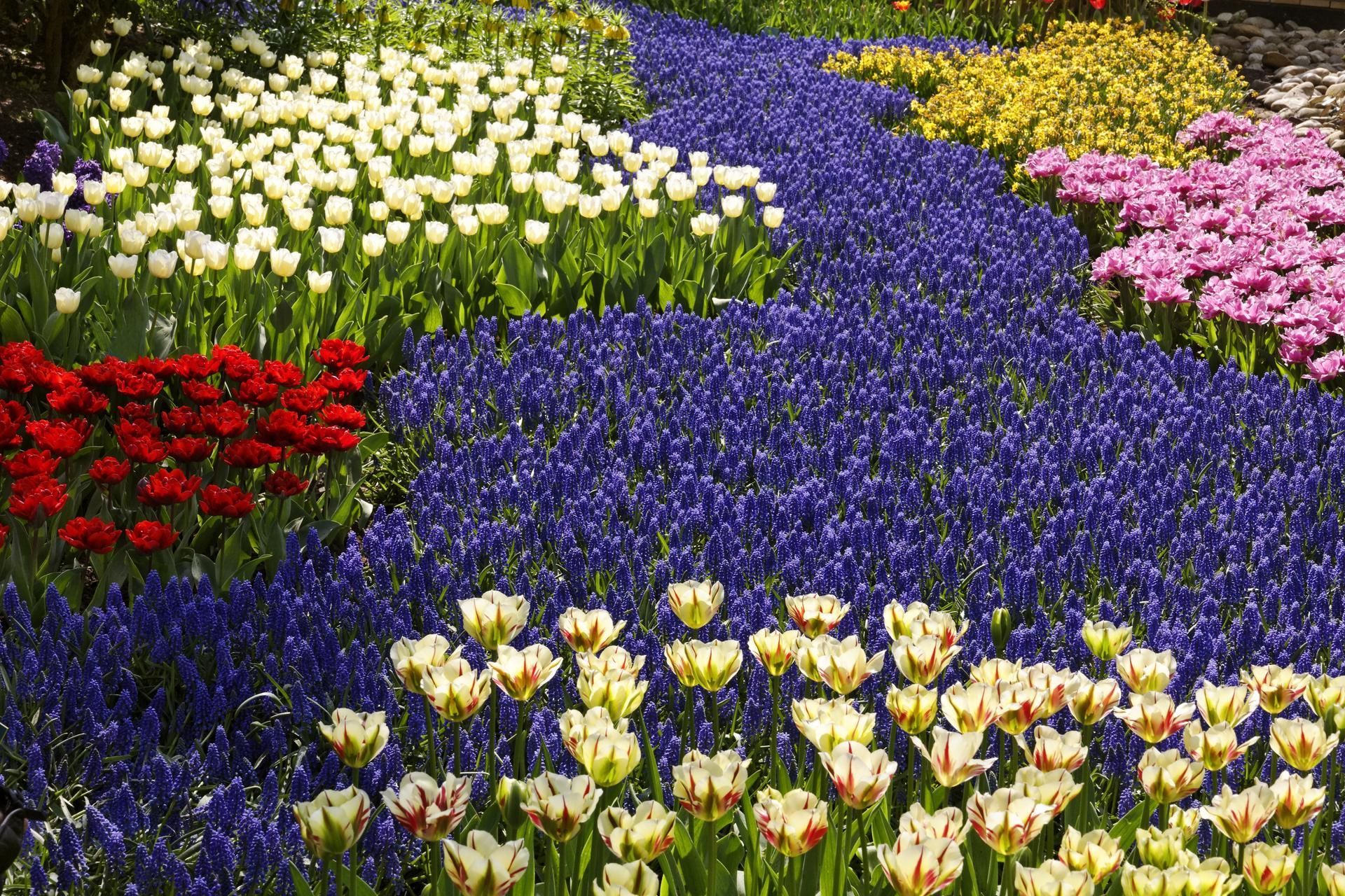 A vibrant flower garden with rows of red, white, yellow, pink, and blue flowers.