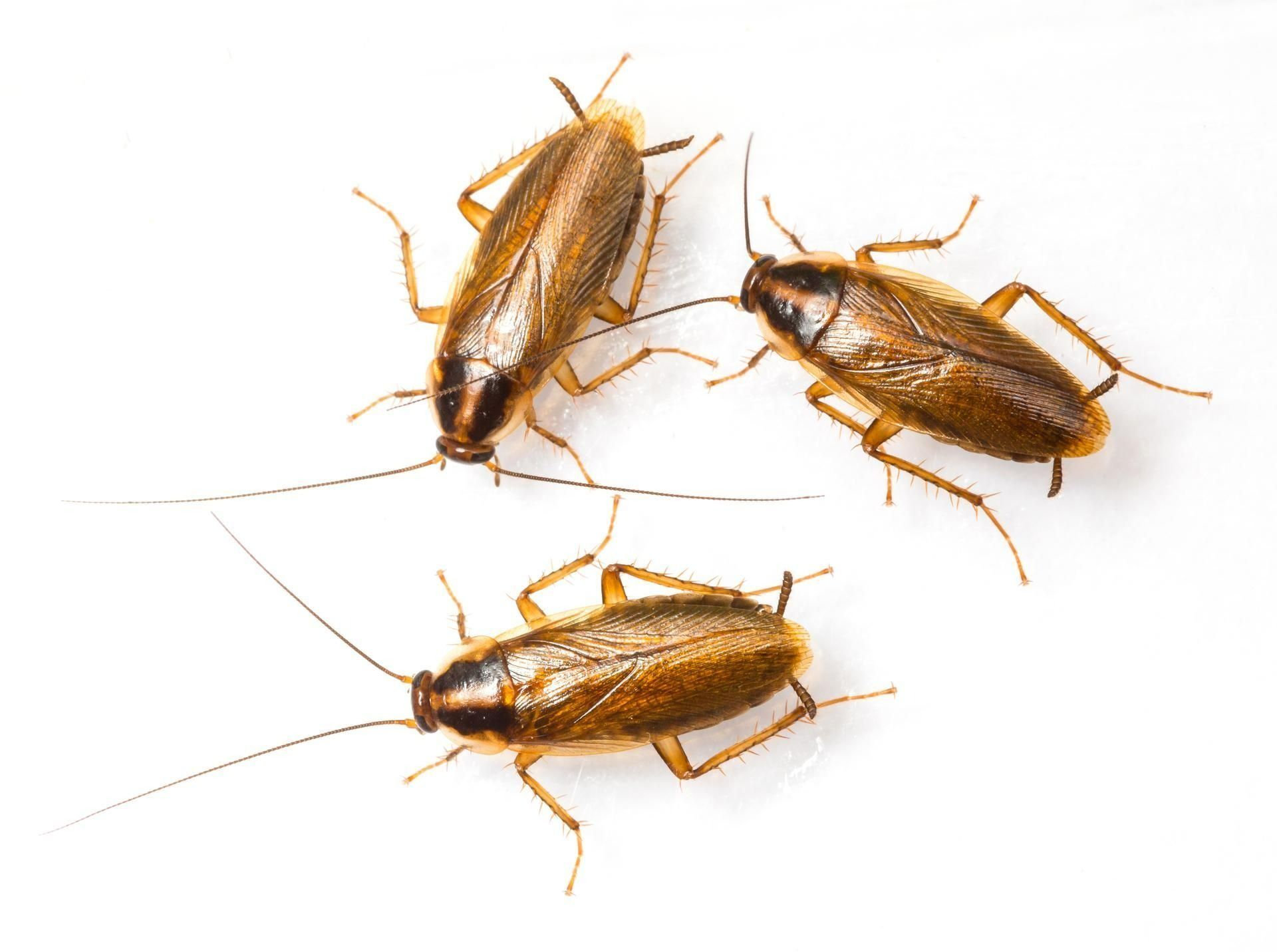 Three brown cockroaches on a white surface, with long antennae.