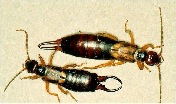 Two earwigs, one larger than the other, with reddish-brown bodies and pincers.