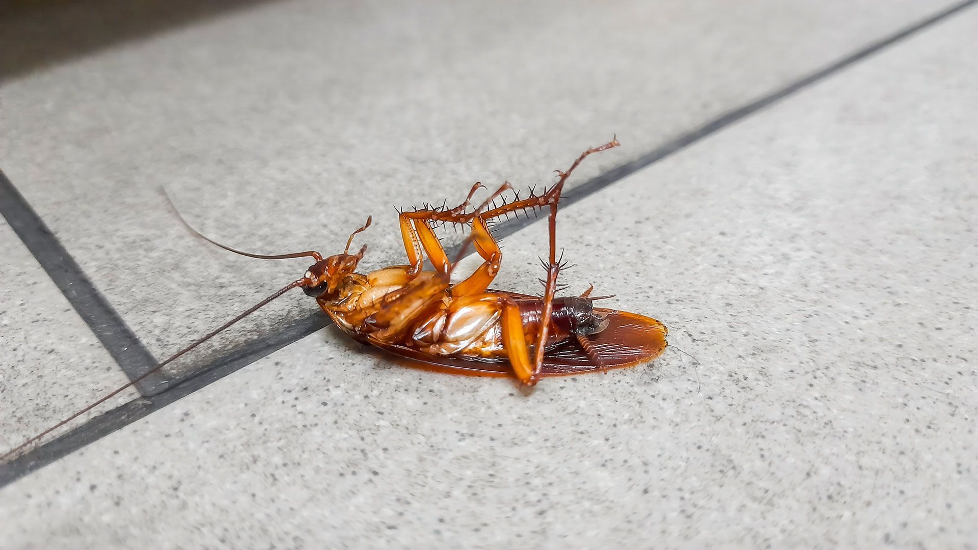 Dead cockroach on tile floor, legs curled, antennae extended.