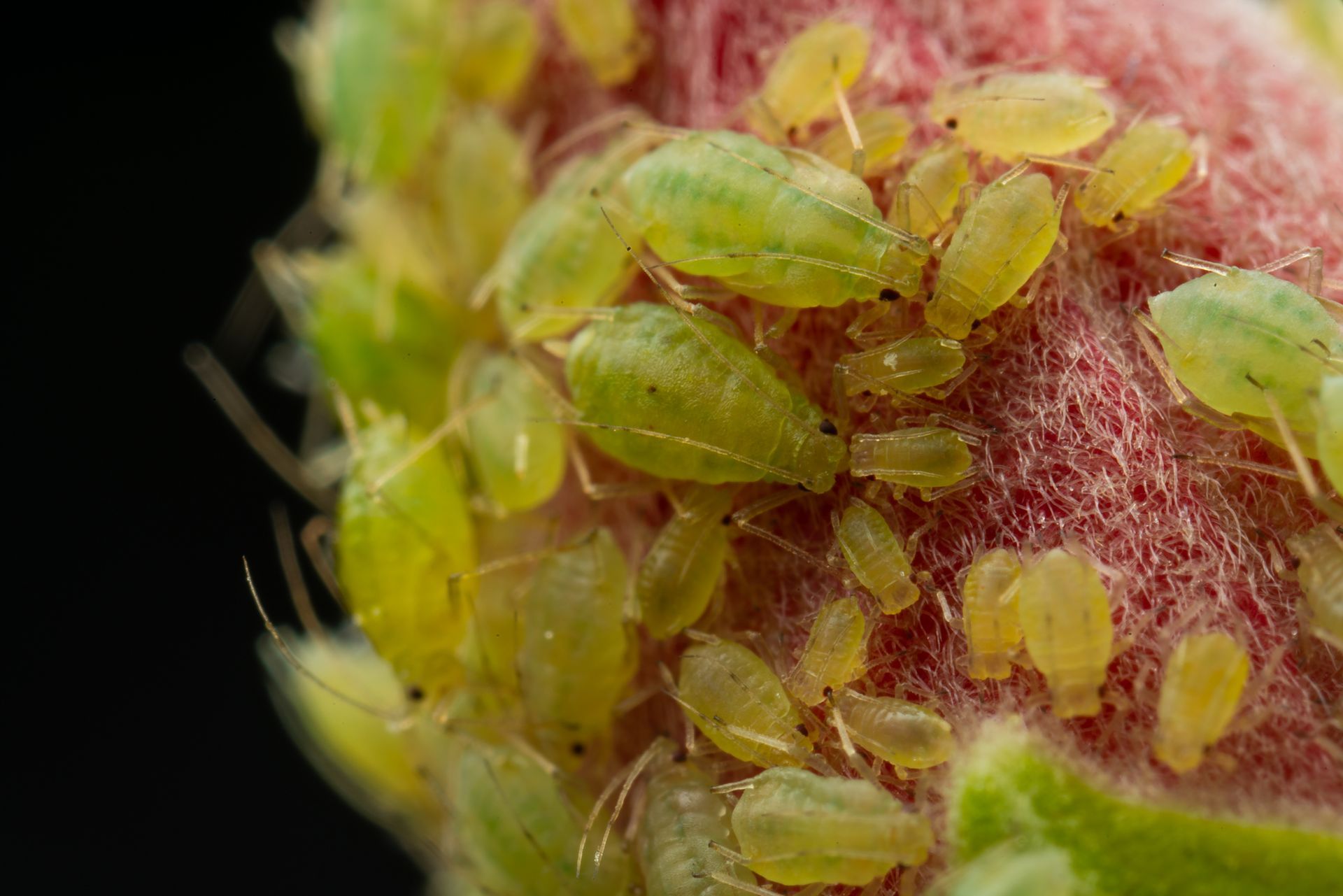 Green aphids clustered on a pink and green plant bud.