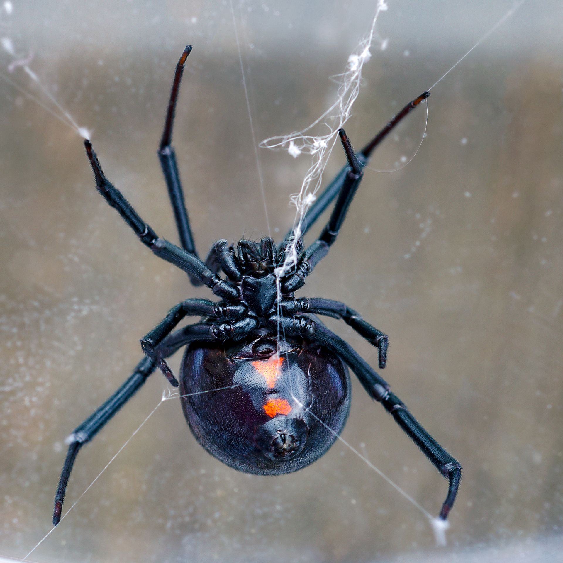 Black widow spider with shiny black body and red hourglass marking, in a web.