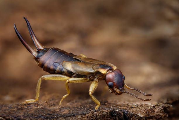 Earwig with prominent pincers, brown body, and yellow legs on a textured brown surface.