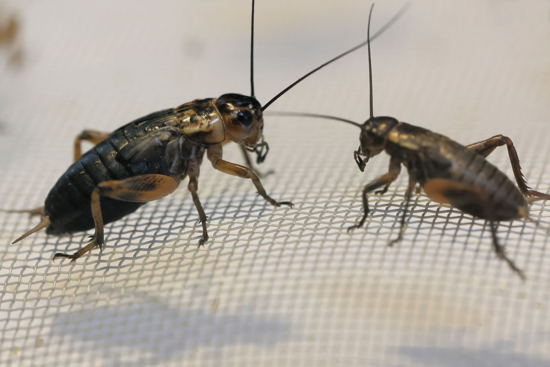 Two crickets on mesh, facing each other, antennae extended.