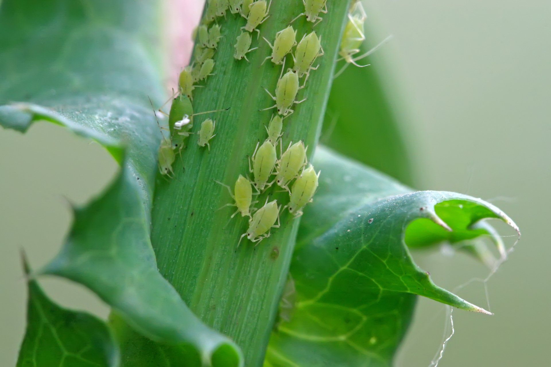 Green aphids clustered on a green plant stem.