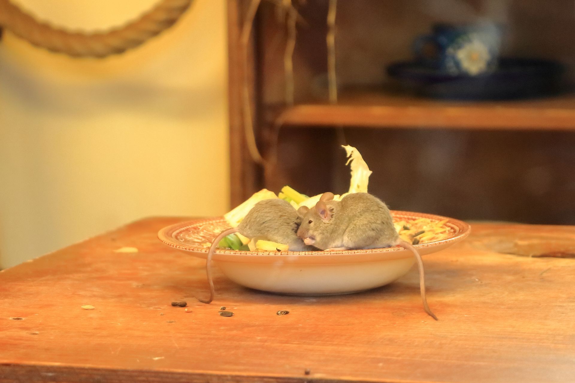 Two mice on a wooden table inside a bowl of food; wooden shelves in background.