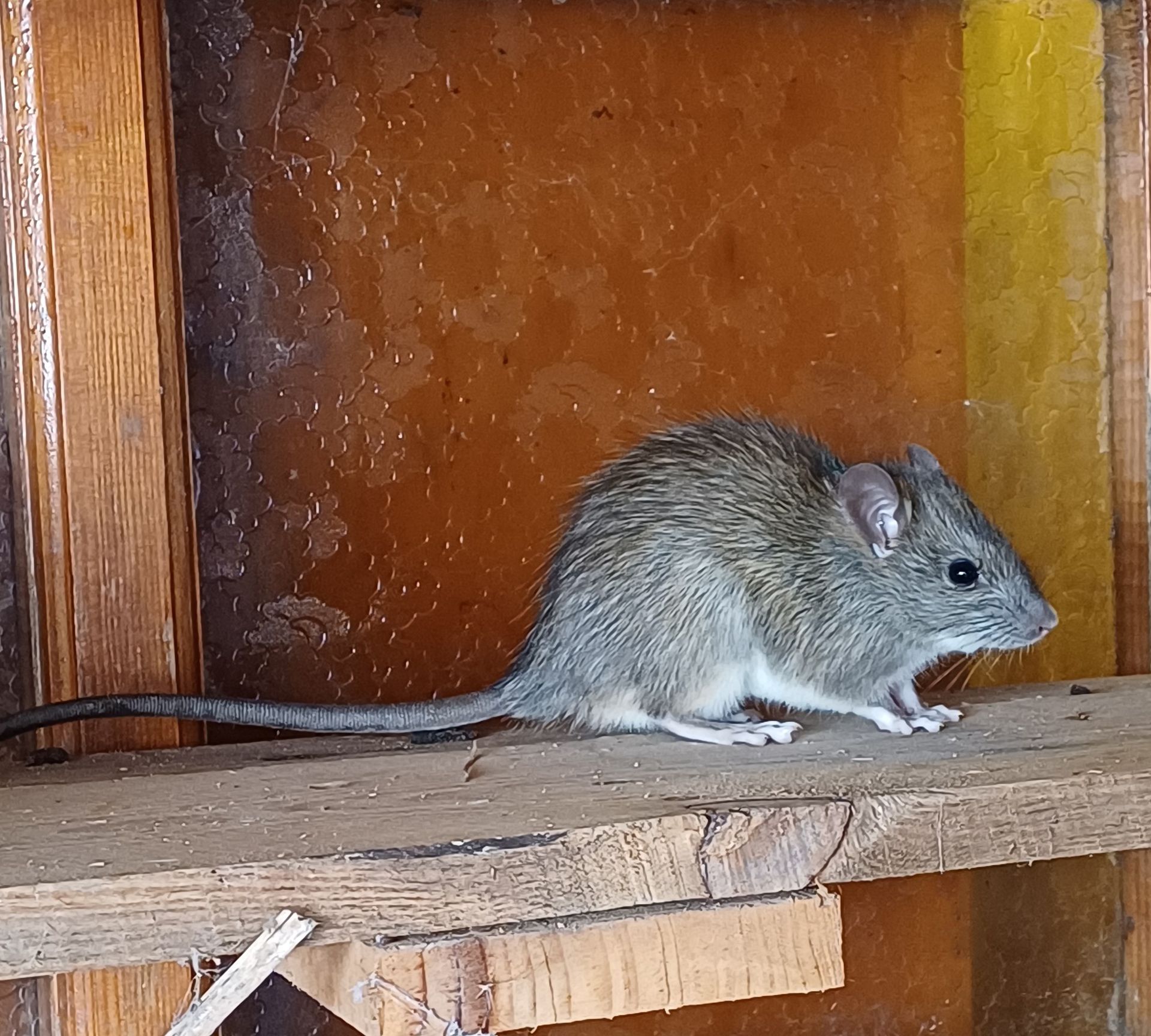 Gray rat on wooden shelf; brown wall backdrop.