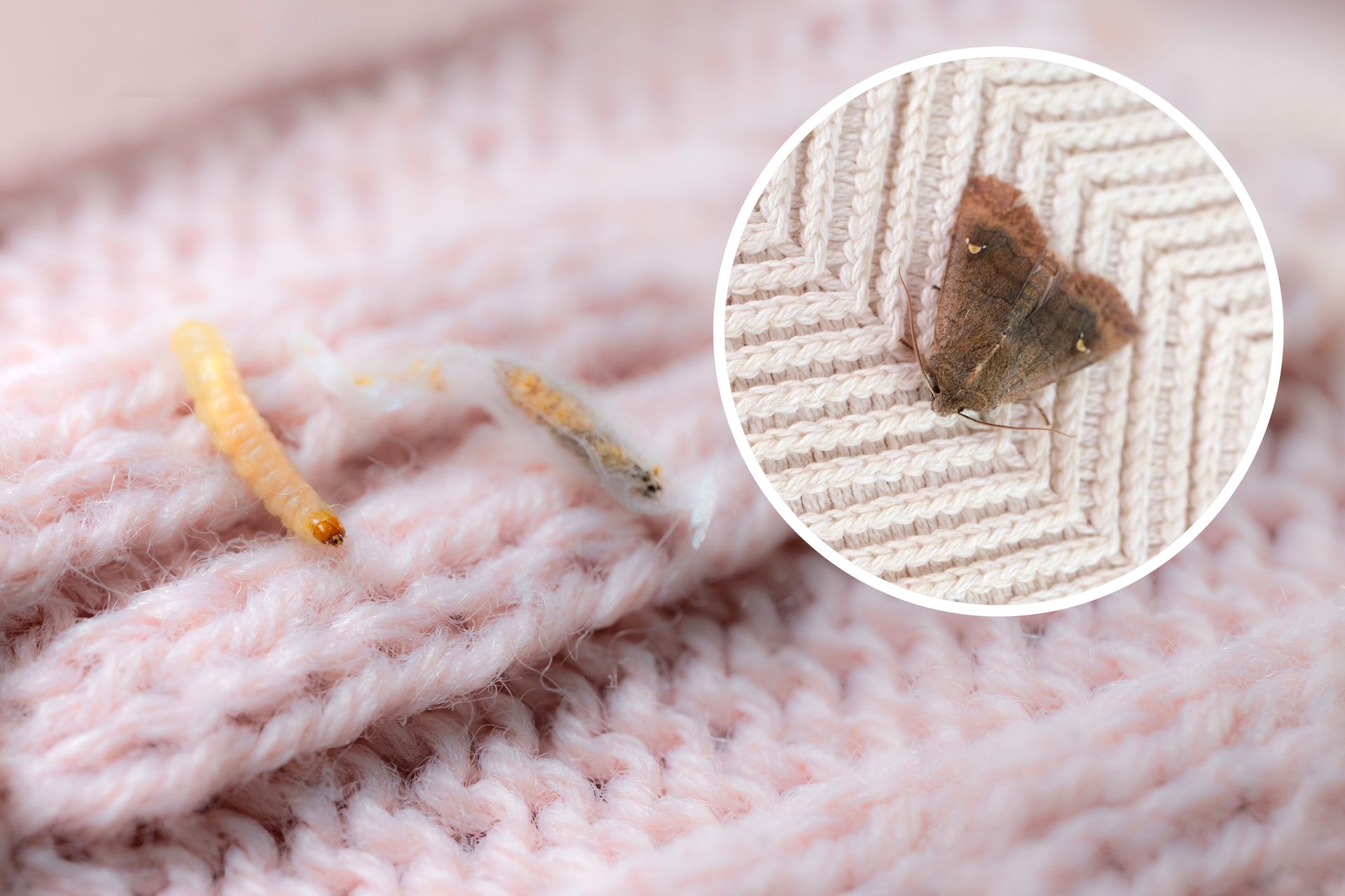 Moth larvae and moth on pink knitted fabric.