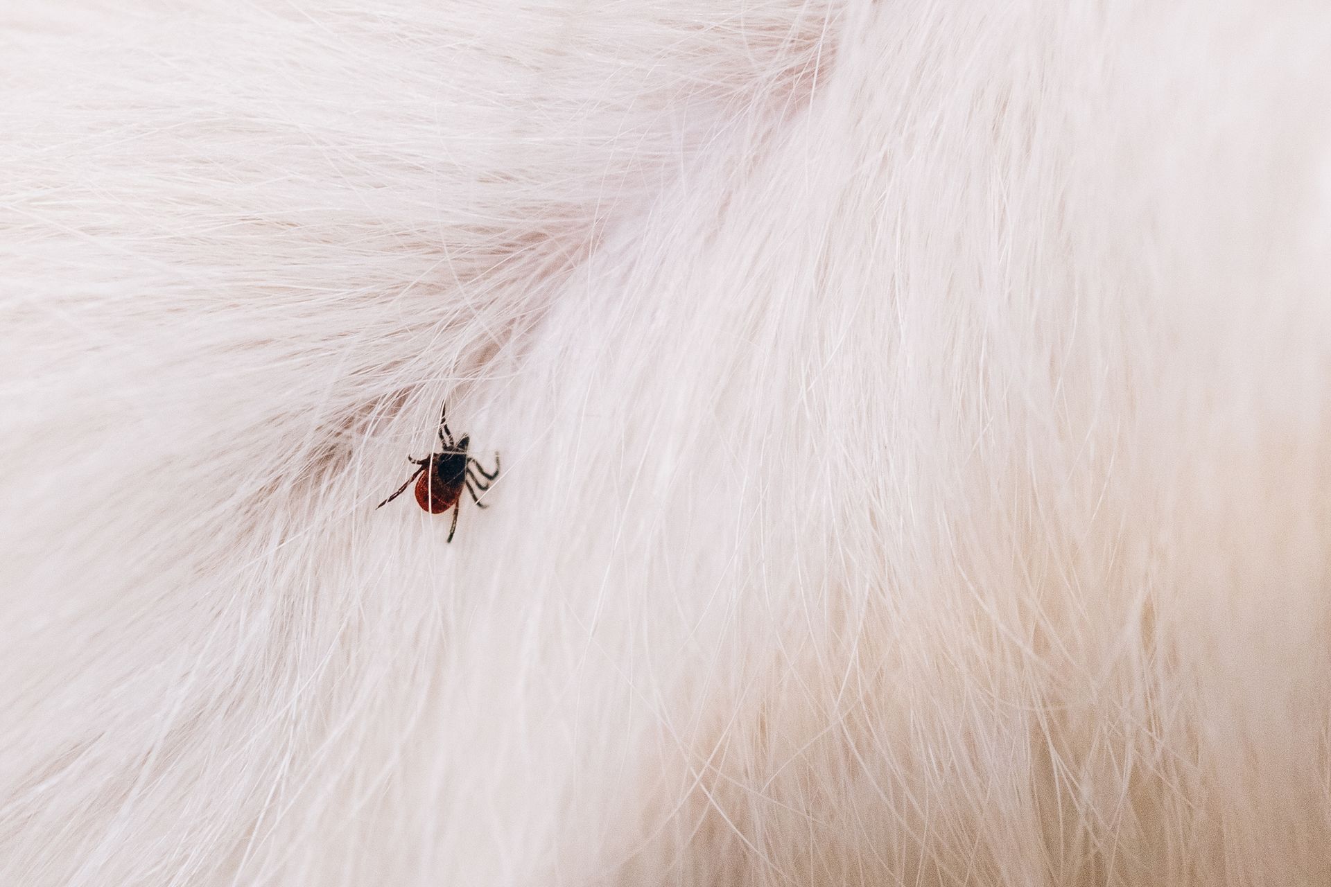 Tick attached to white animal fur.