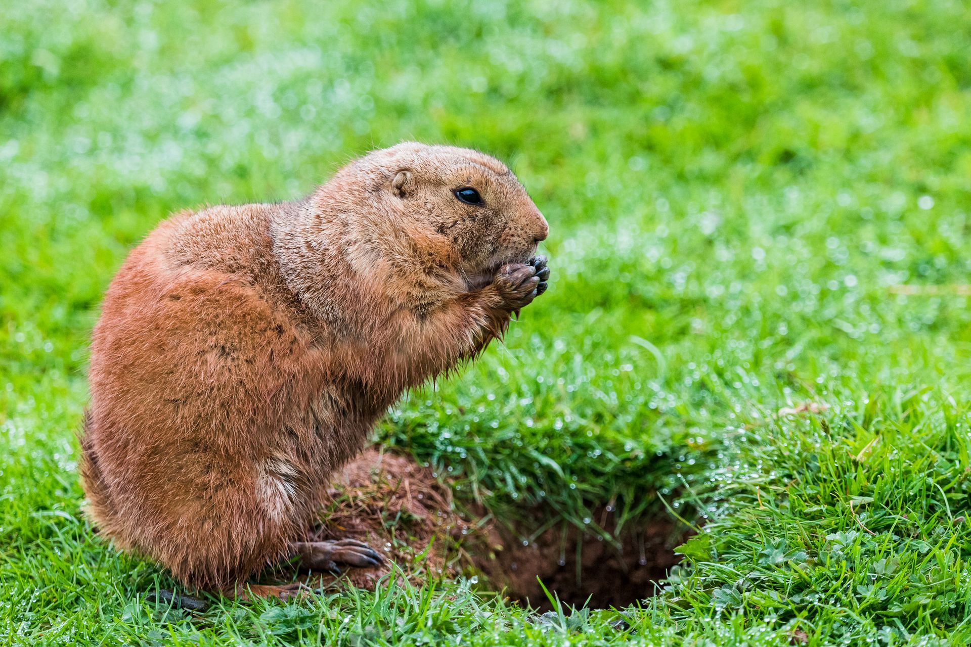 A brown prairie dog sits in green grass near its burrow, holding food to eat.