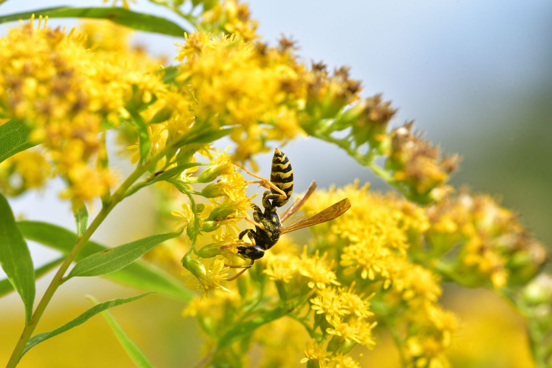 Wasp on yellow flowers, foraging.