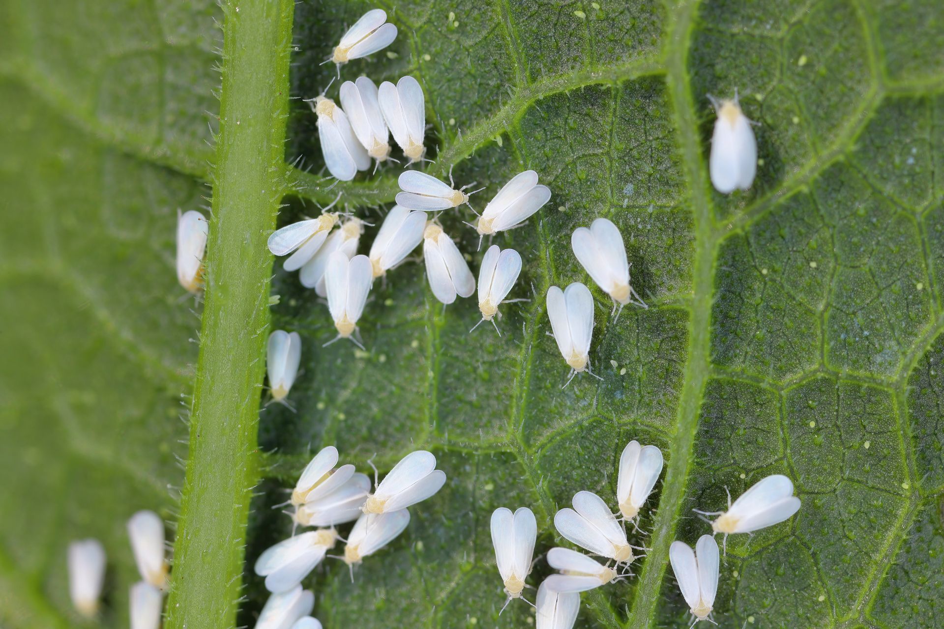 Whiteflies on a green leaf.