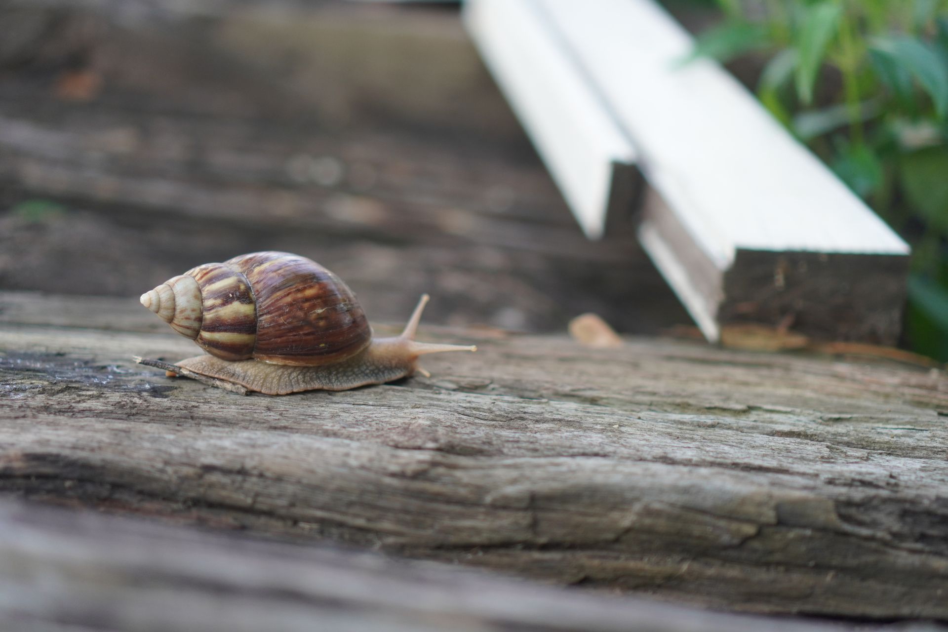 Snail with brown and tan shell crawls on weathered wood, near white wooden trim.