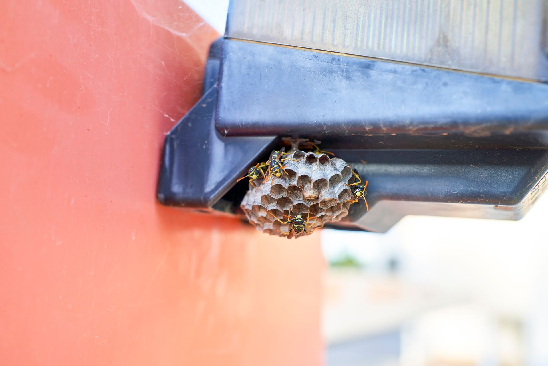 Wasp nest attached to a black light fixture on a red wall; wasps are present.
