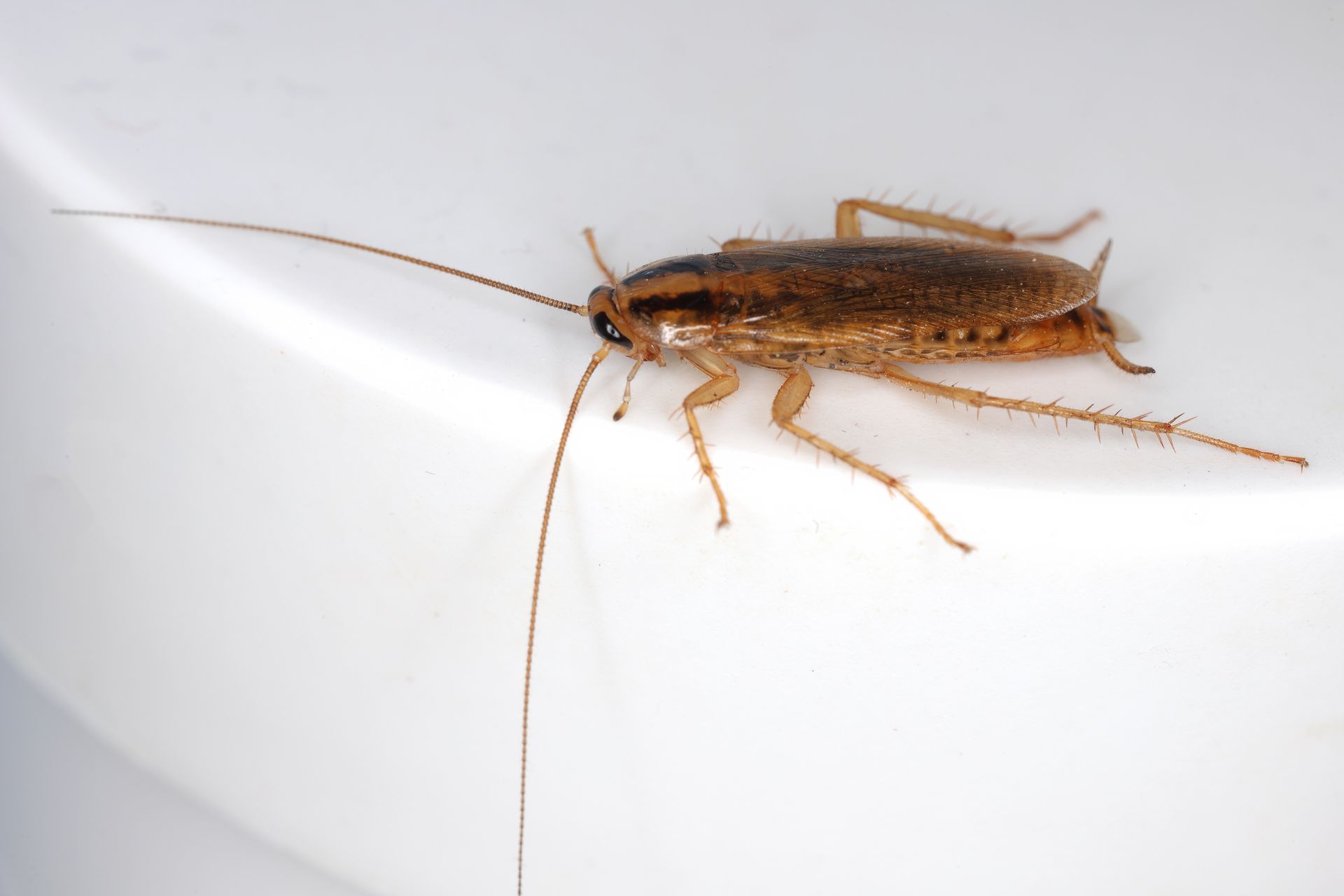 Brown cockroach on a white surface with long antennae and legs.