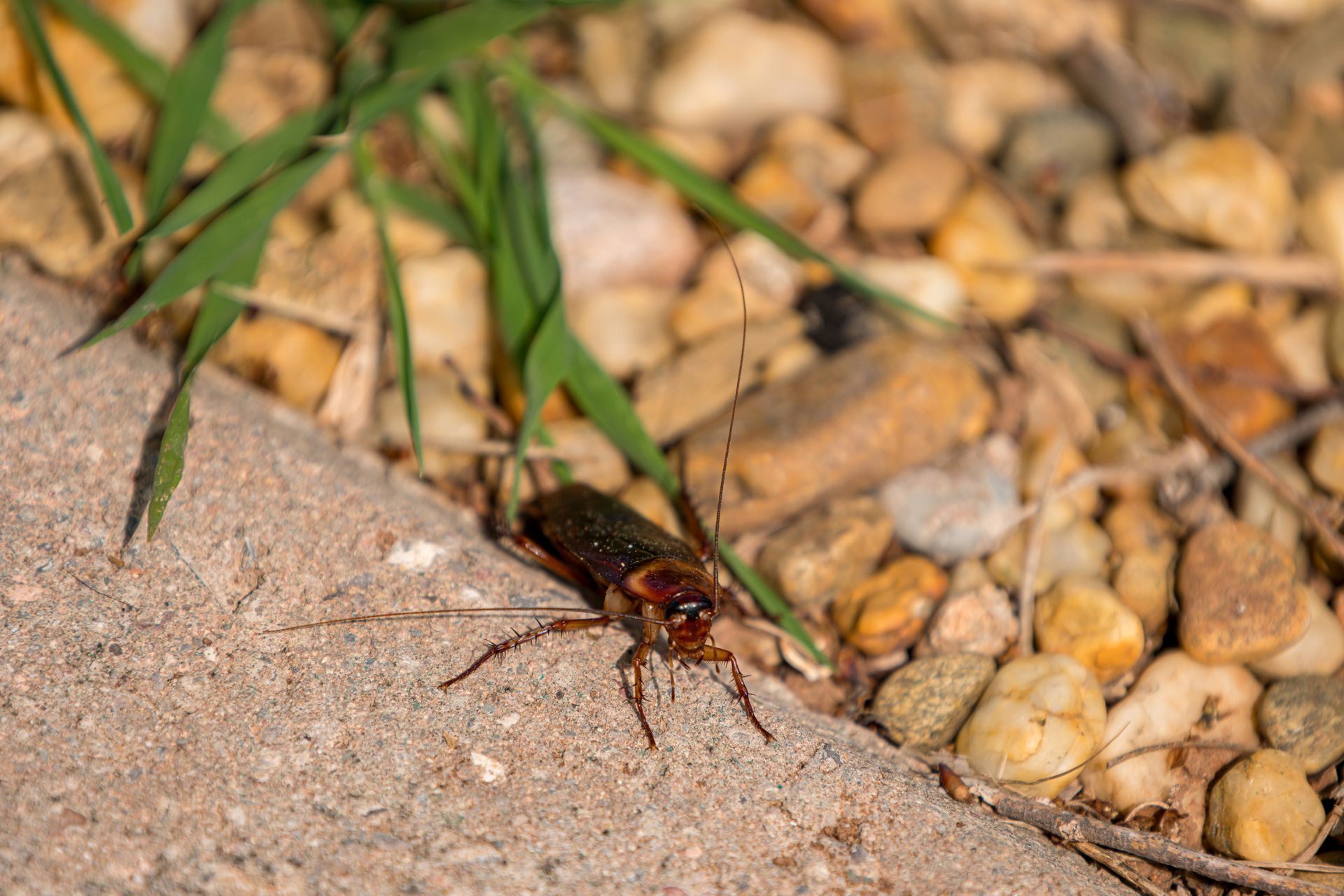 Cockroach crawling on a concrete surface next to pebbles and grass.