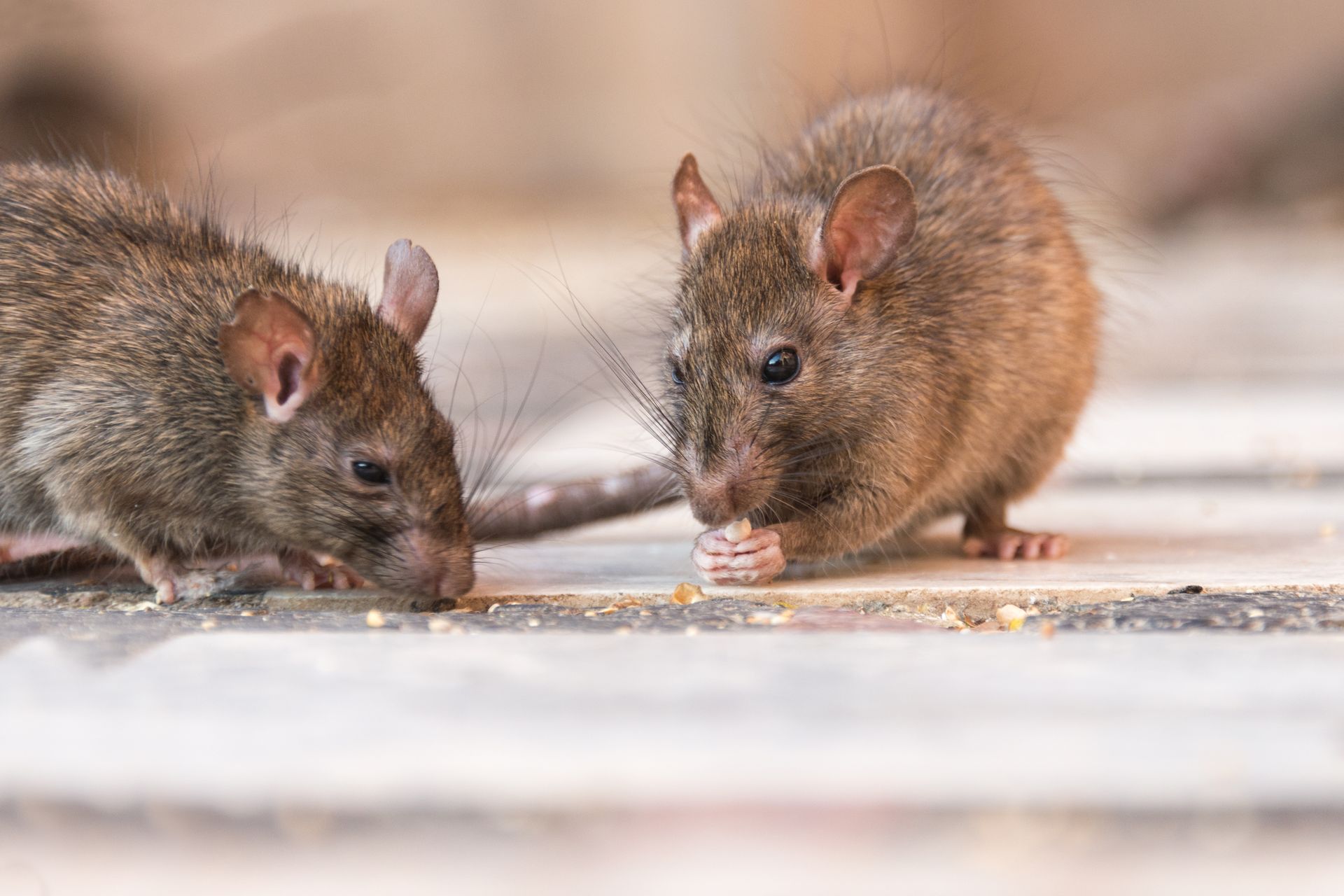 Two brown rats eating food on a light-colored surface.
