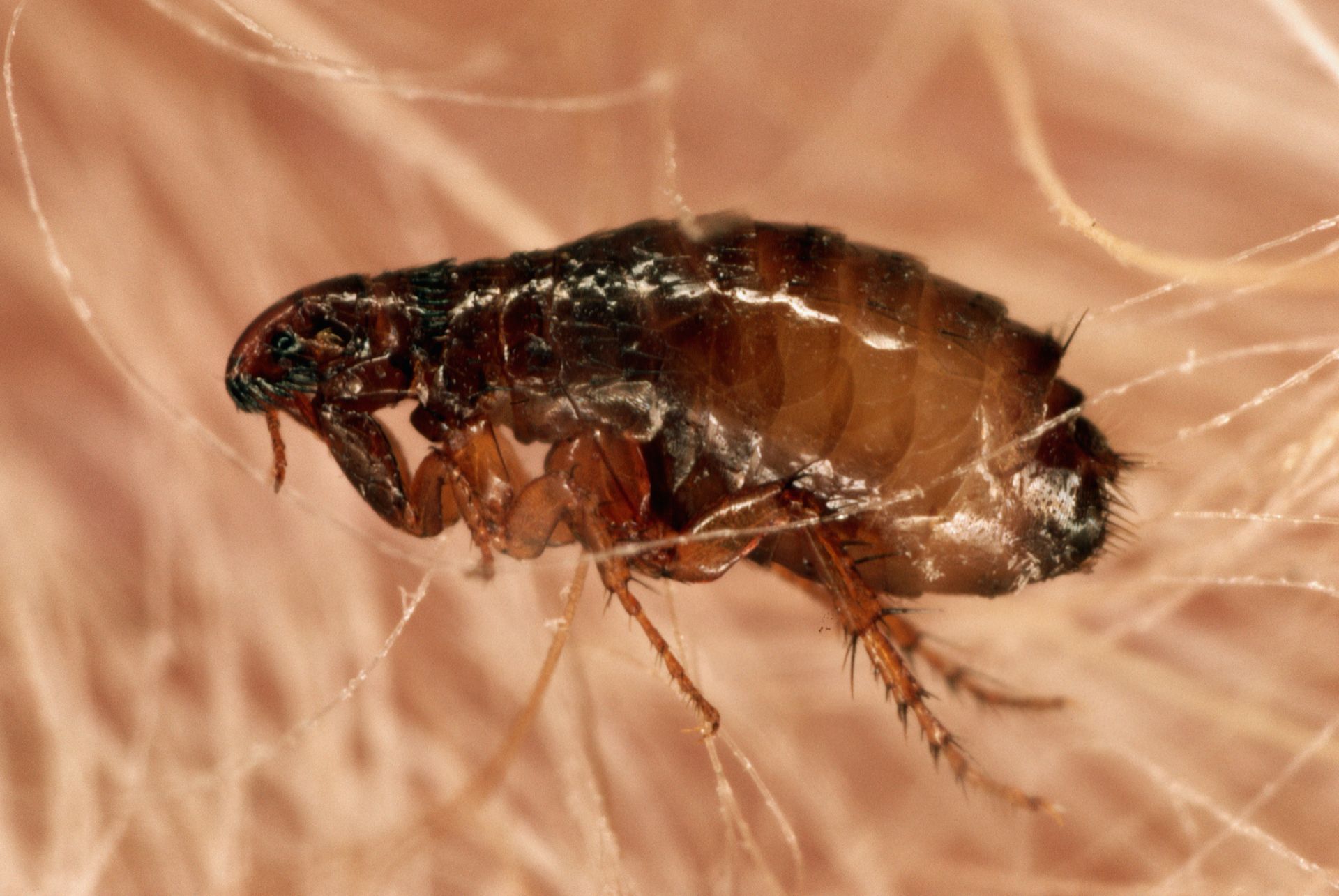 Close-up of a flea, dark brown with segmented body, clinging to light brown fur.