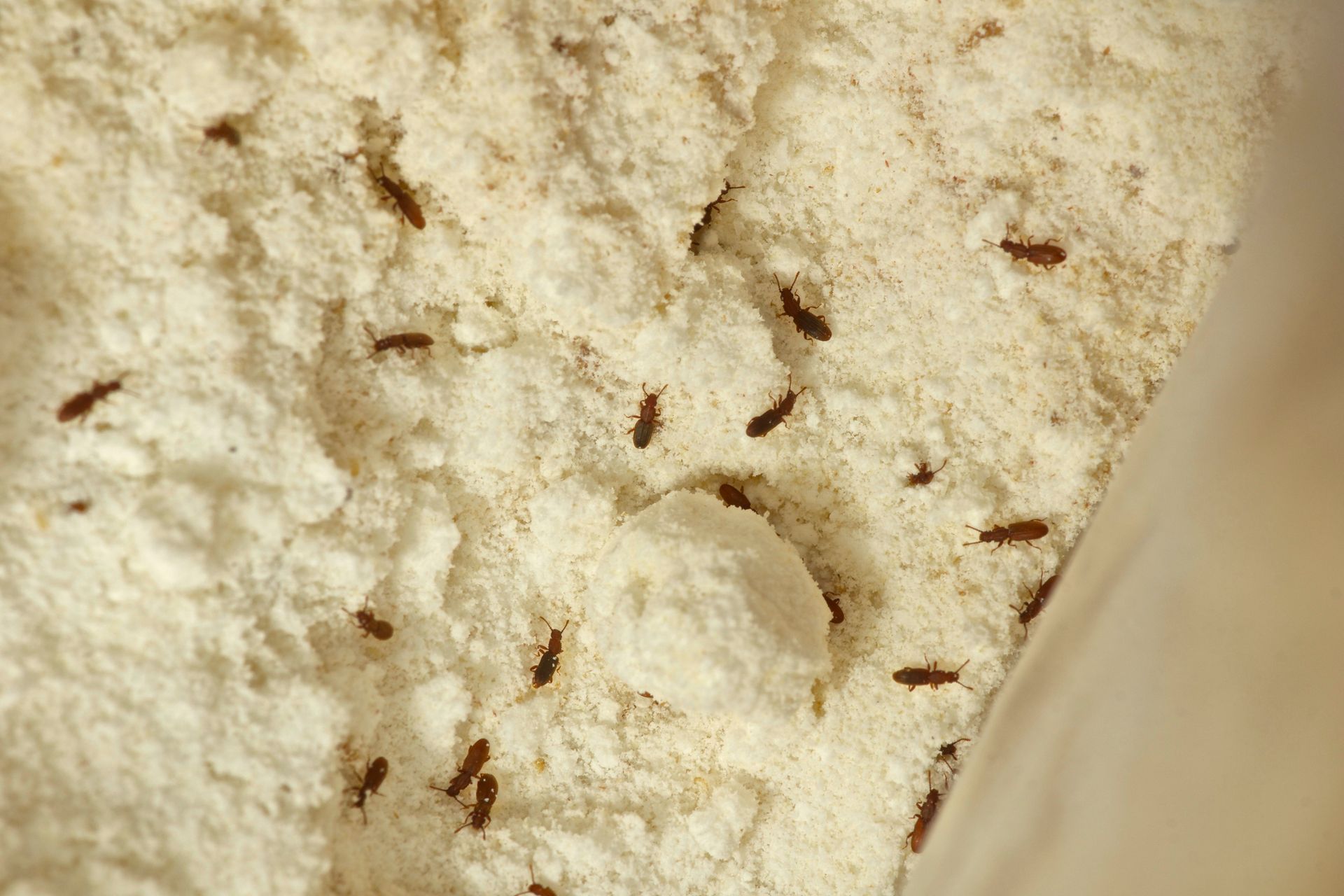 Small brown bugs crawling on white flour.