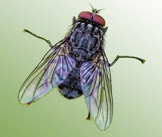 A close-up of a housefly with iridescent wings, red eyes, and a gray body on a green background.