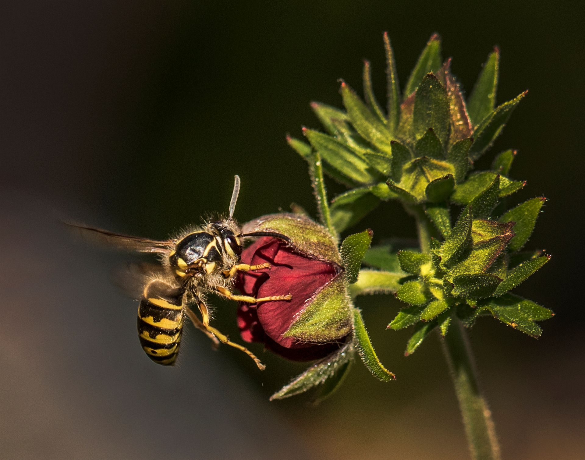 Wasp feeding on a dark red flower bud, green foliage, blurred dark background.