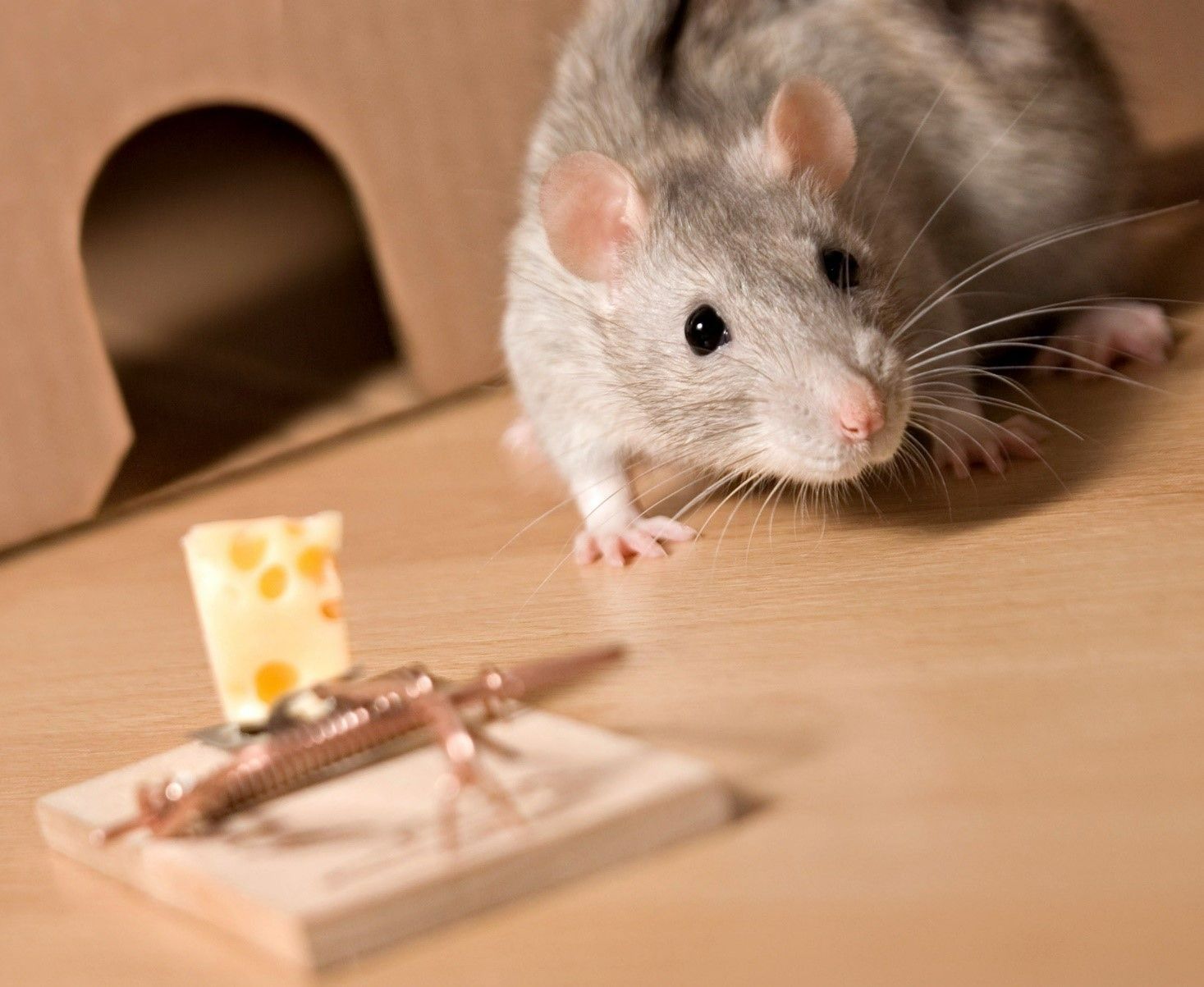 Gray rat looks toward a baited mousetrap with cheese. Wooden house in background.