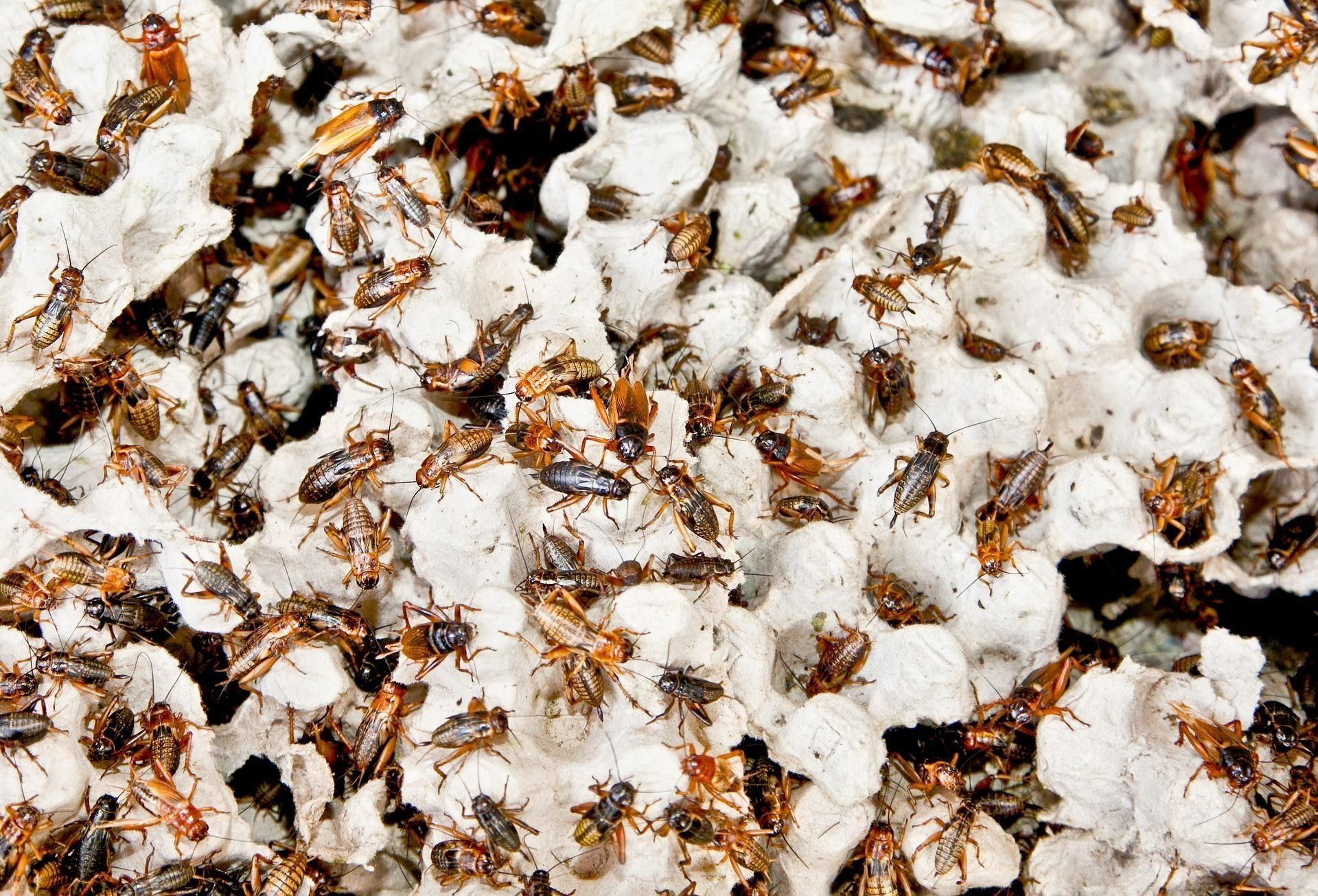 Plastic Containers — Stockton, CA — Area Wide Exterminators Cockroaches clustered on and around white, honeycomb-like cardboard.