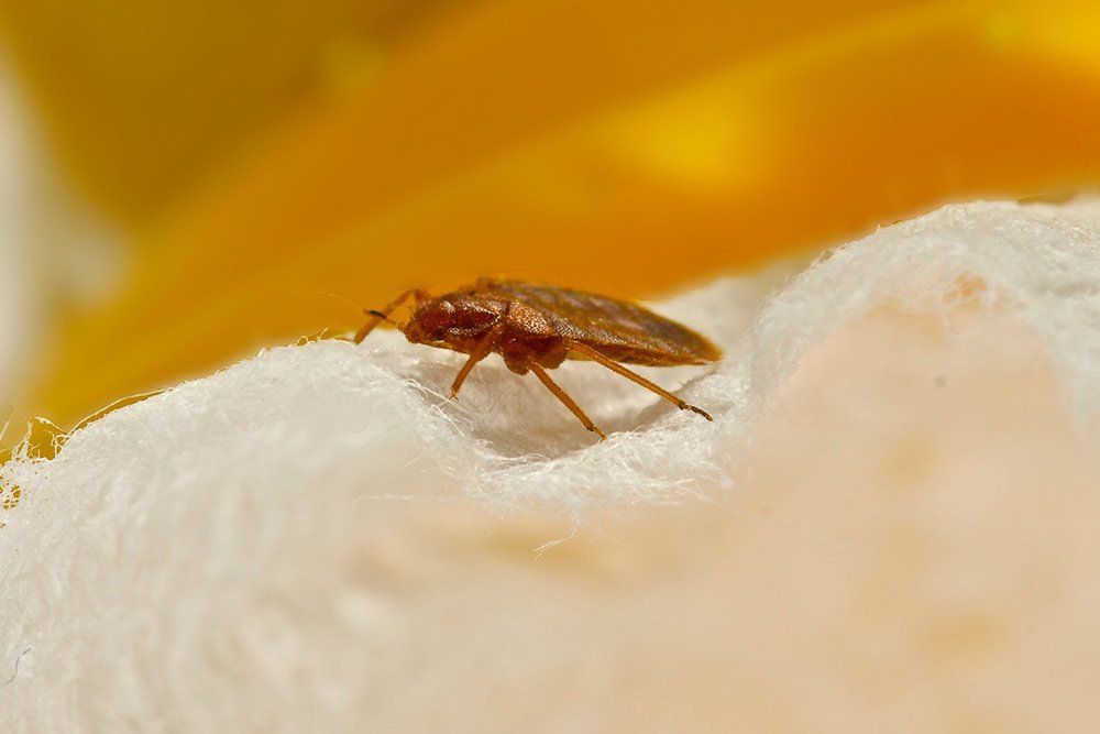 Brown insect on a textured white surface, with a yellow and white background.