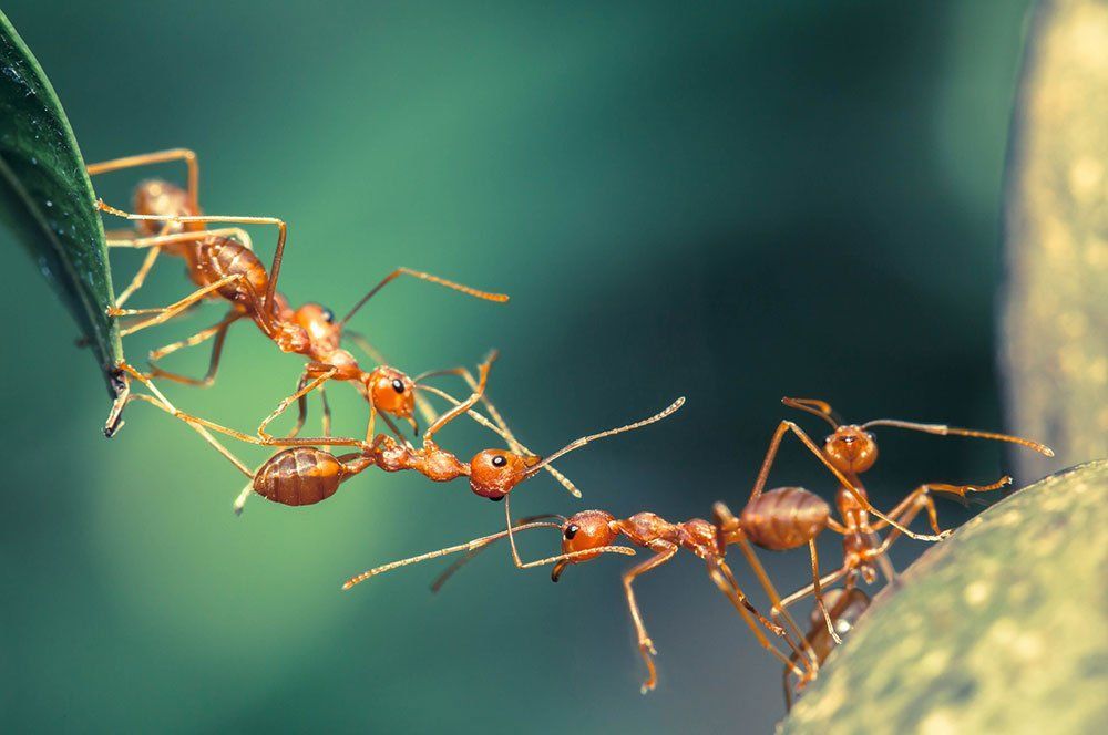 Red ants building a bridge across a small gap using their bodies and a leaf, against a green background.