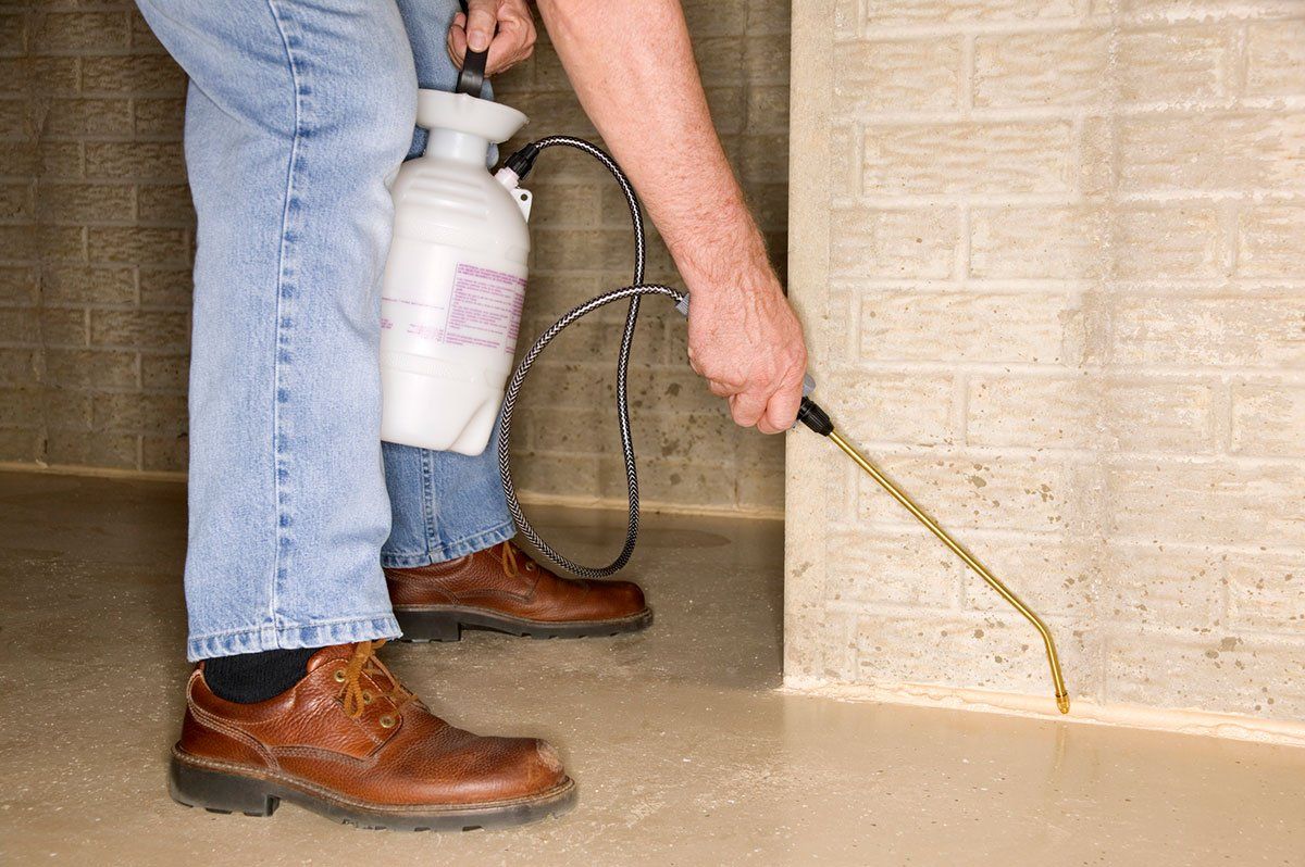 Person spraying insecticide along a basement wall with a tank sprayer.