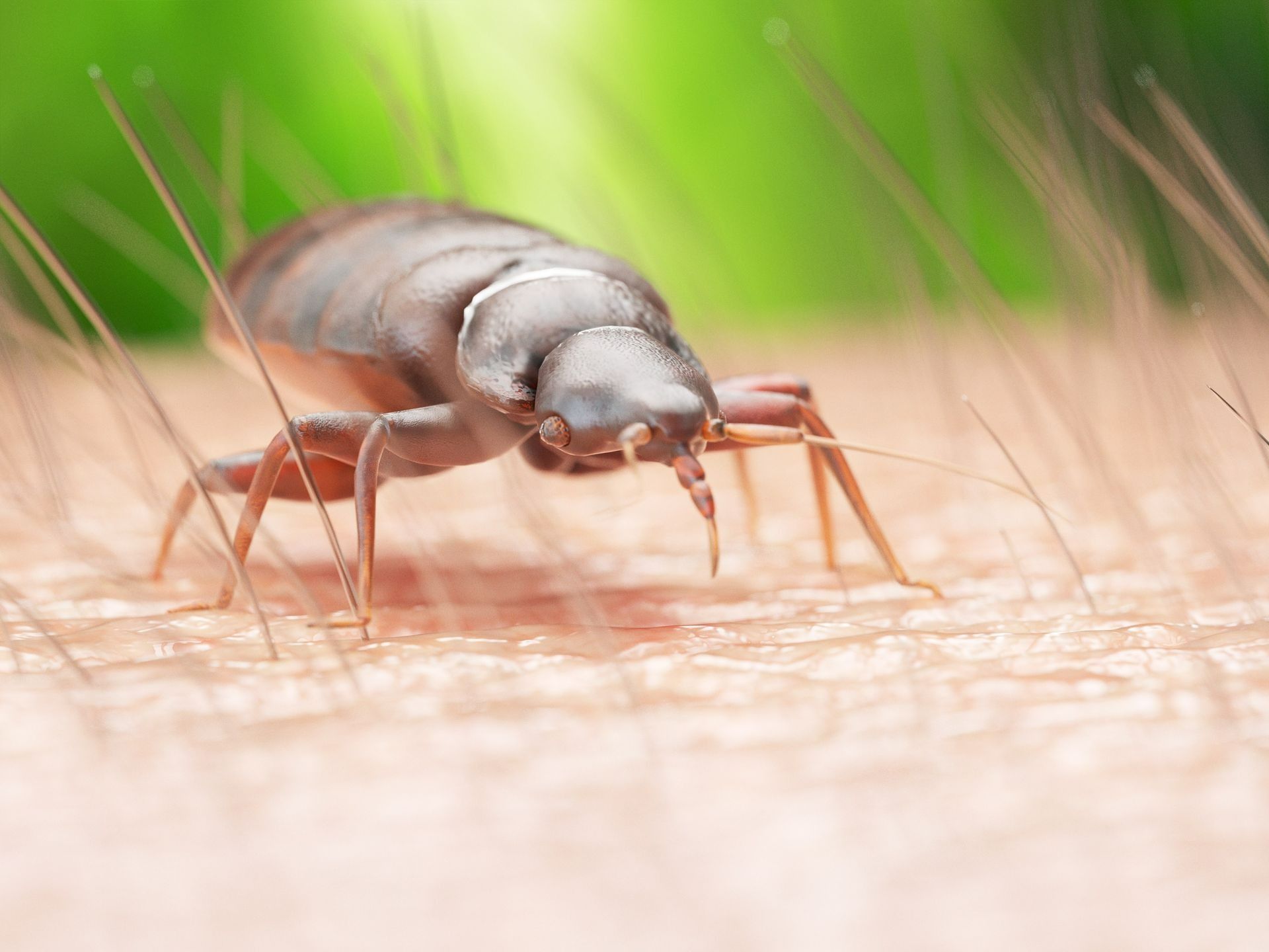 Bed bug on human skin, feeding. Close-up view with brown insect and pale skin, hairs.