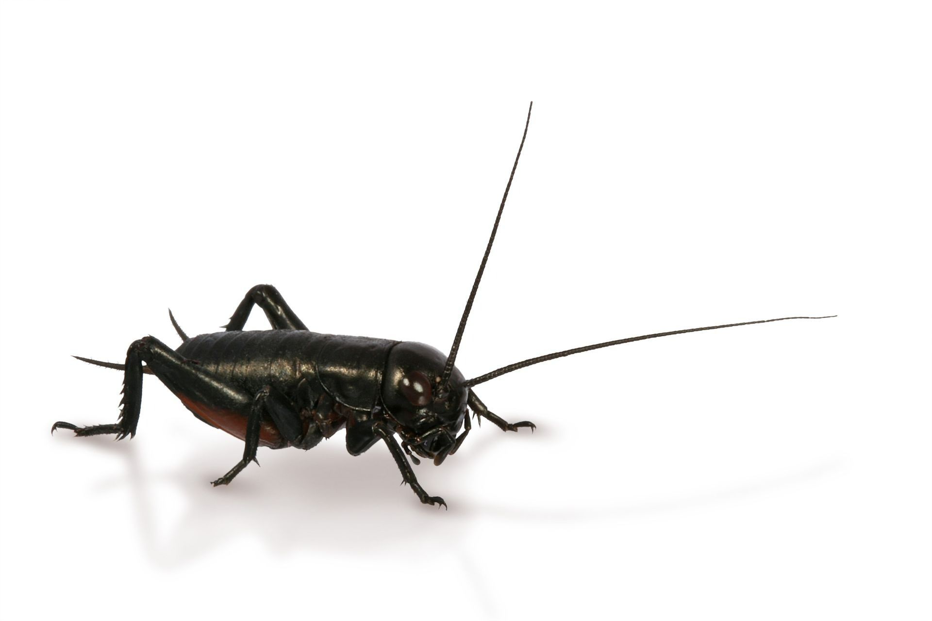 Black cricket with long antennae on a white background.