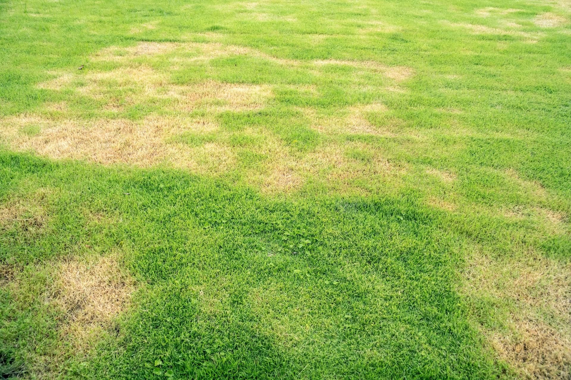 Green lawn with patches of brown, possibly due to disease or stress.