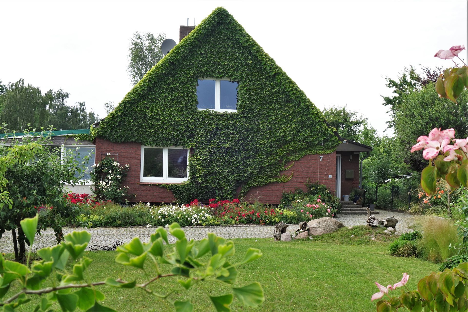 Mit wildem Wein bewachsene Hausfassade im Sommer