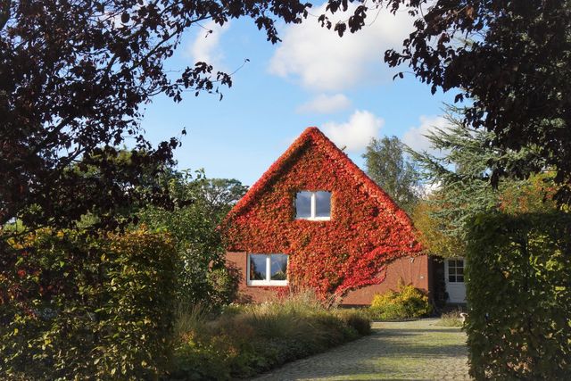 Mit wildem Wein bewachsene Hausfassade im Herbst mit schöner roter Herbstfärbung