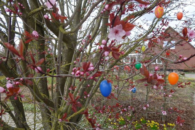Blühende Blutpflaume zur Ostrerzeit