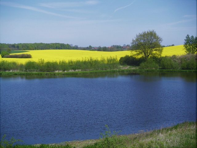 Blick auf Dodauer See mit gelb leuchtendem Rapsfeld im Hintergrund