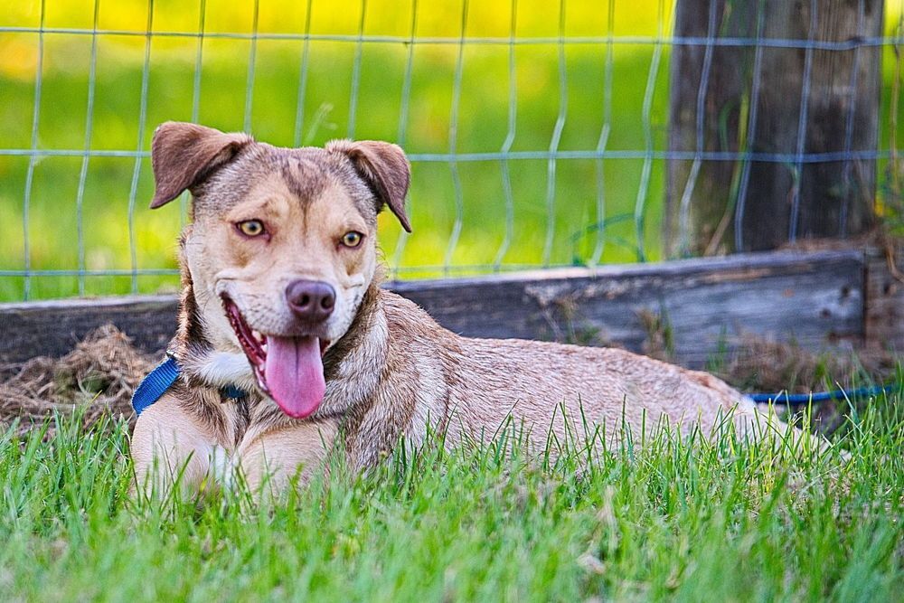 A Dog is Laying in the Grass Next to a Fence