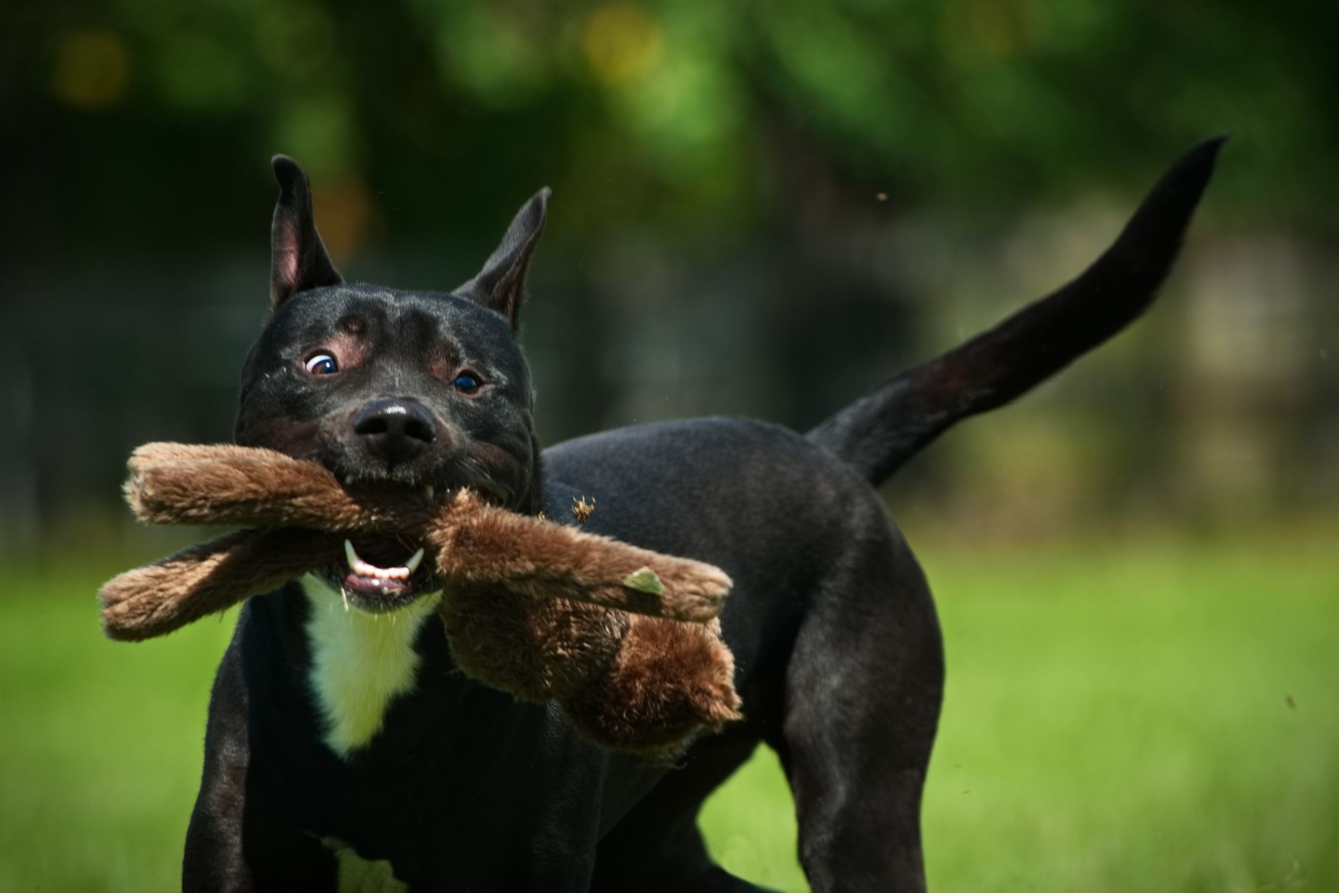 A Black Dog is Sitting in the Grass on a Leash