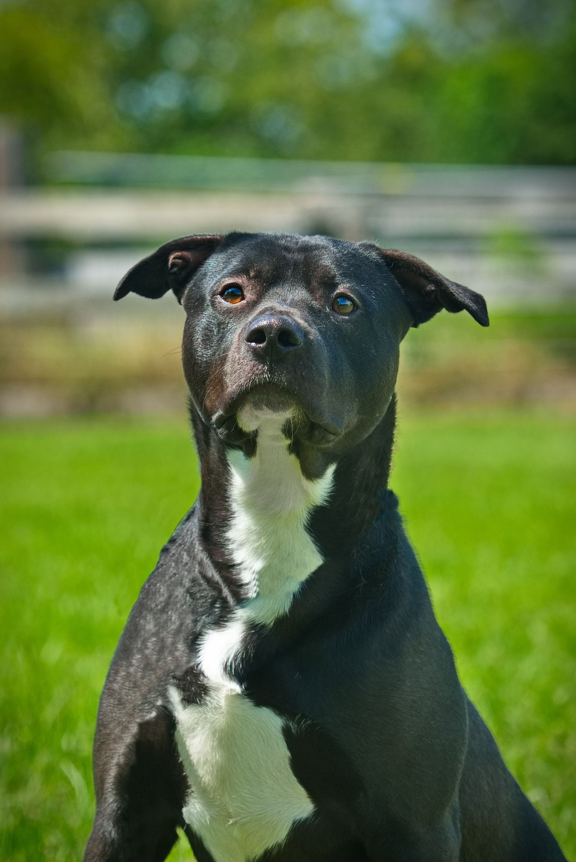 A Black Dog Wearing a Rope Collar is Sitting in the Grass