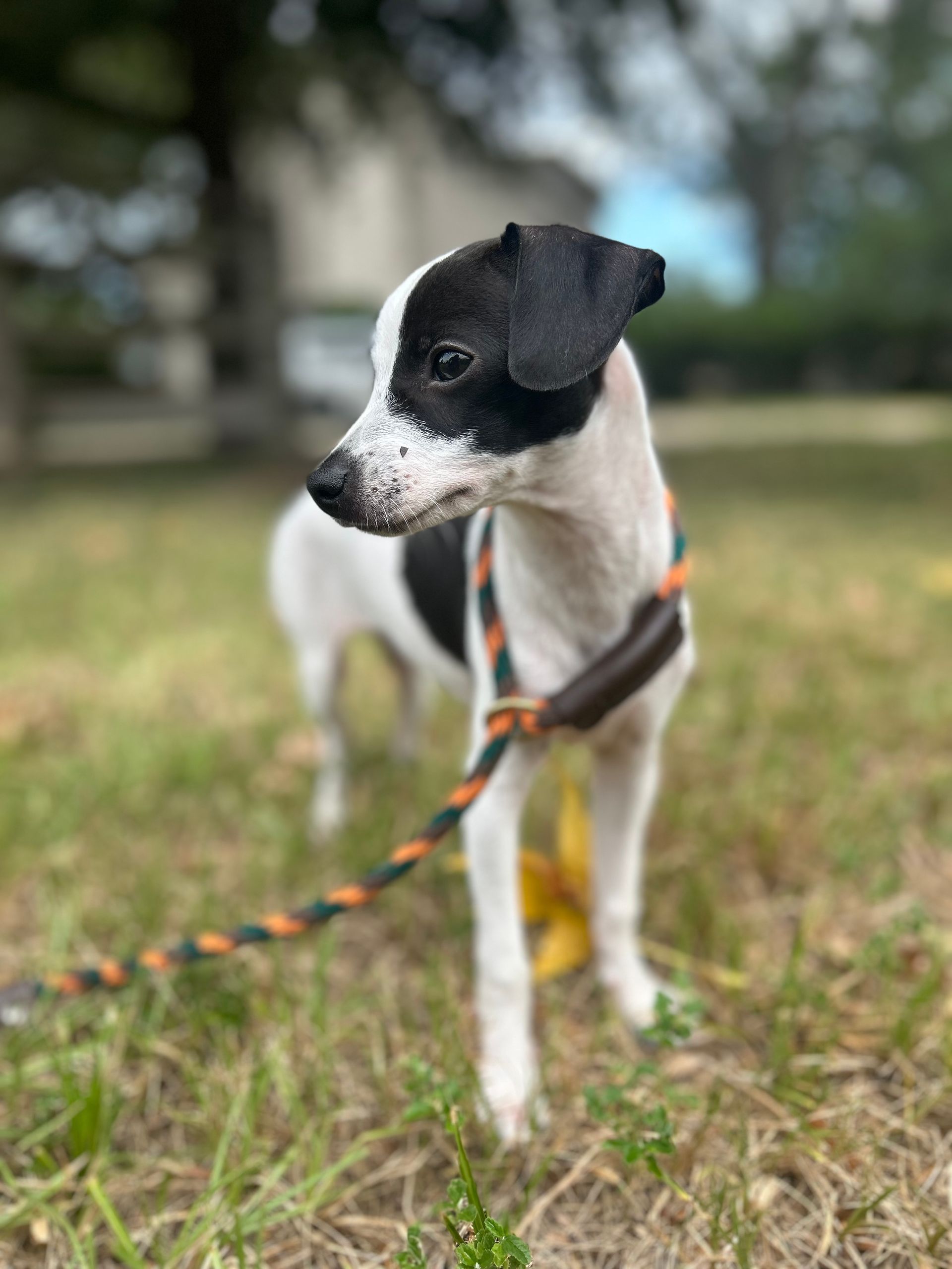 A Black and White Dog is Standing in the Grass on a Leash