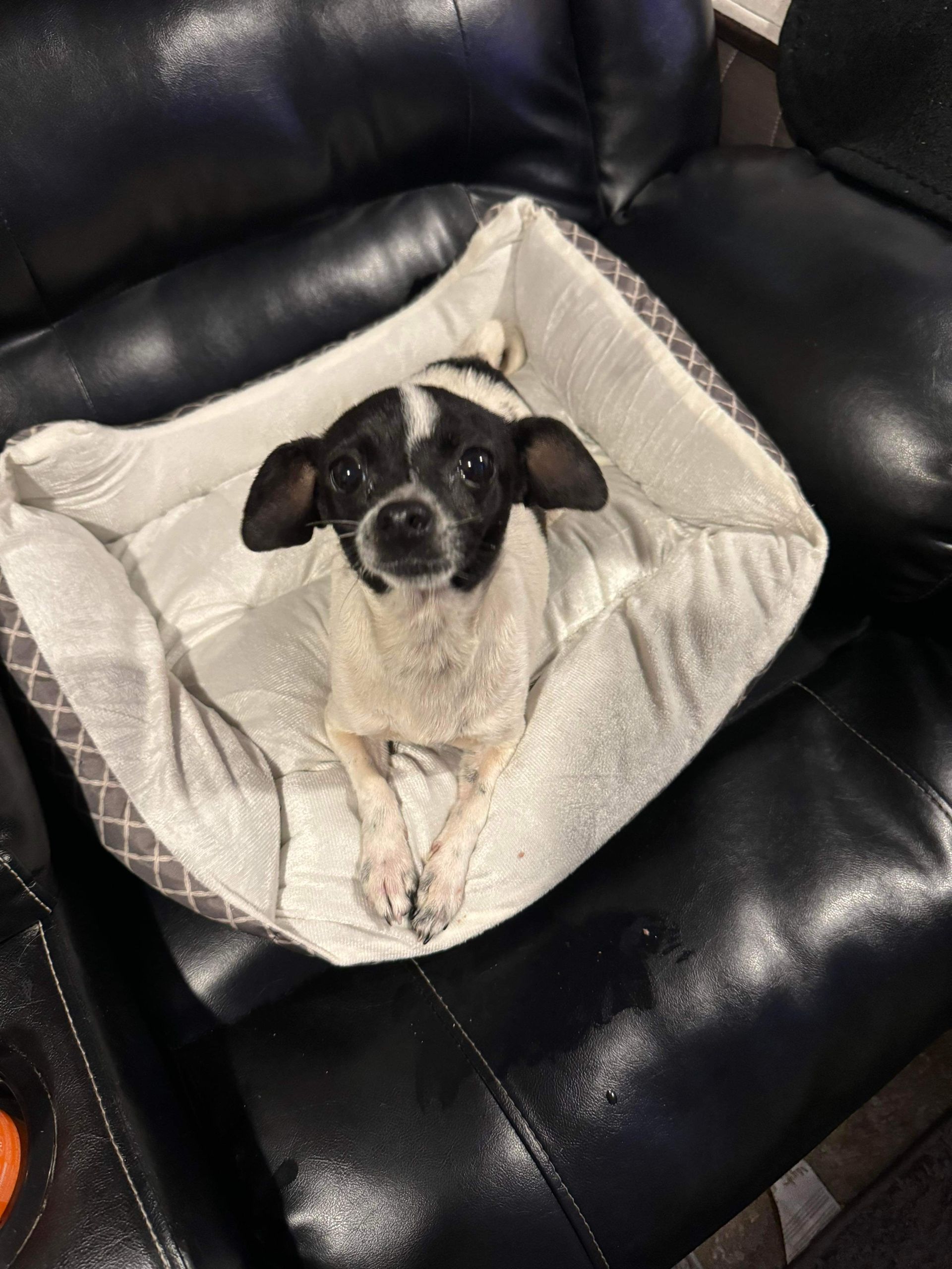 A Small Black and White Dog is Laying in a Dog Bed on a Couch