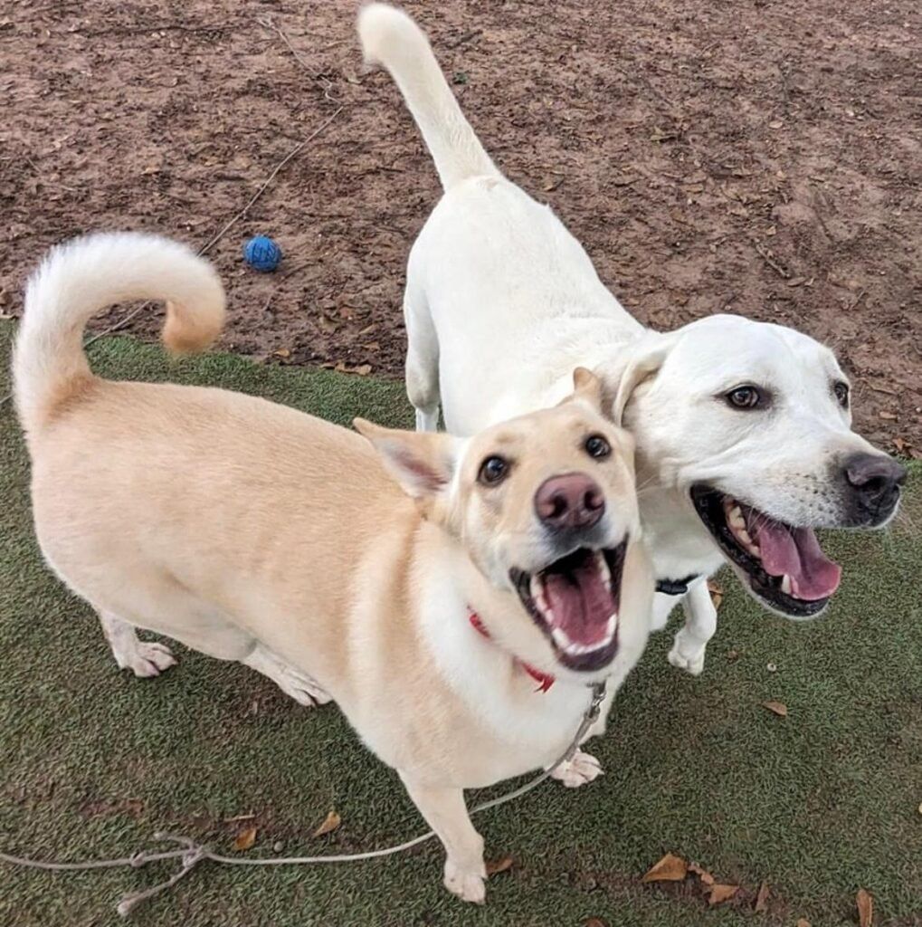 Two Dogs Are Standing Next to Each Other With Their Mouths Open