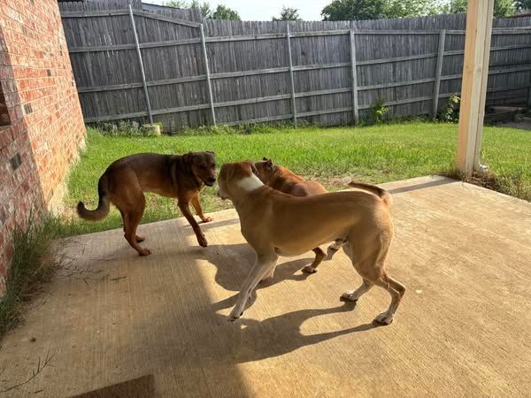 Three dogs are playing on a patio in front of a wooden fence.