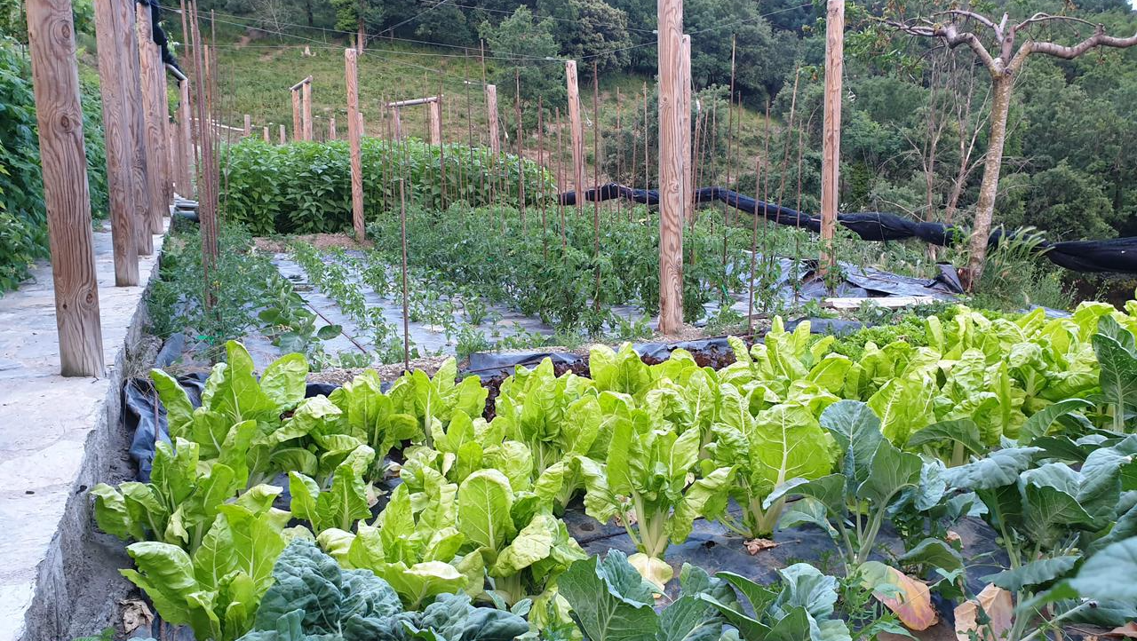 Hort amb fileres de fulles verdes, sostingut per pals de fusta, en un entorn de vessant. Cal Serni