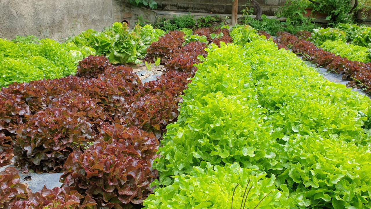 Fileres de plantes d'enciam vermelles i verdes que creixen en un jardí. Cal Serni