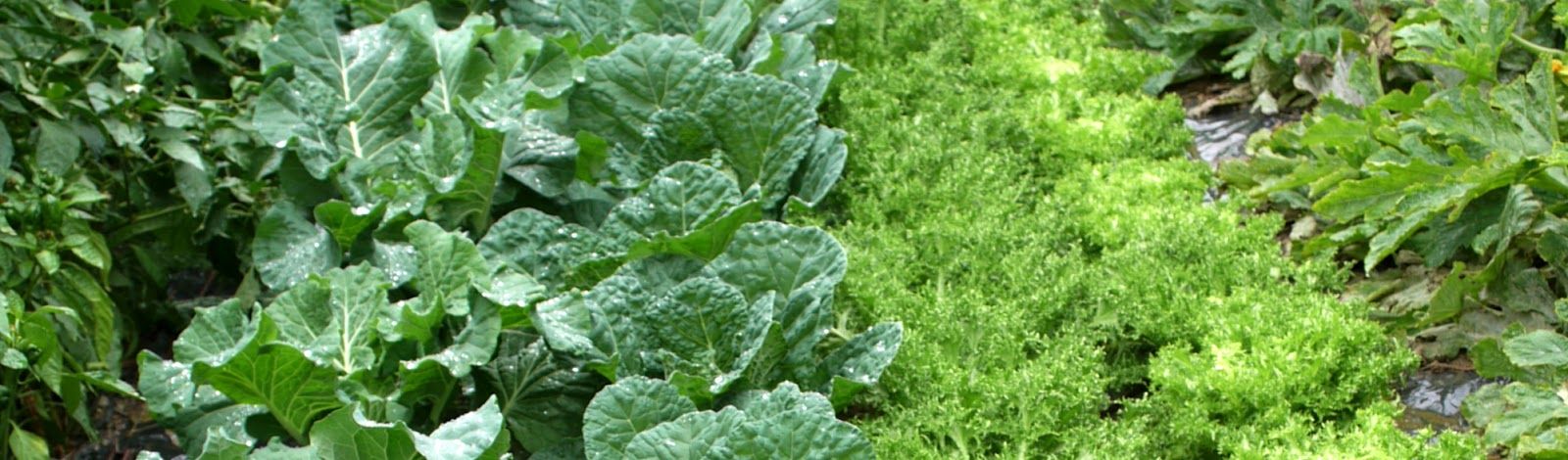 Fileres de cultius de fulla verda: col arrissada, enciam i una planta no identificada, que creix en un jardí. Cal Serni