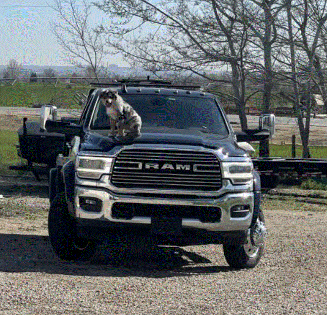 Dog sitting on the hood of a black RAM truck, outdoors.