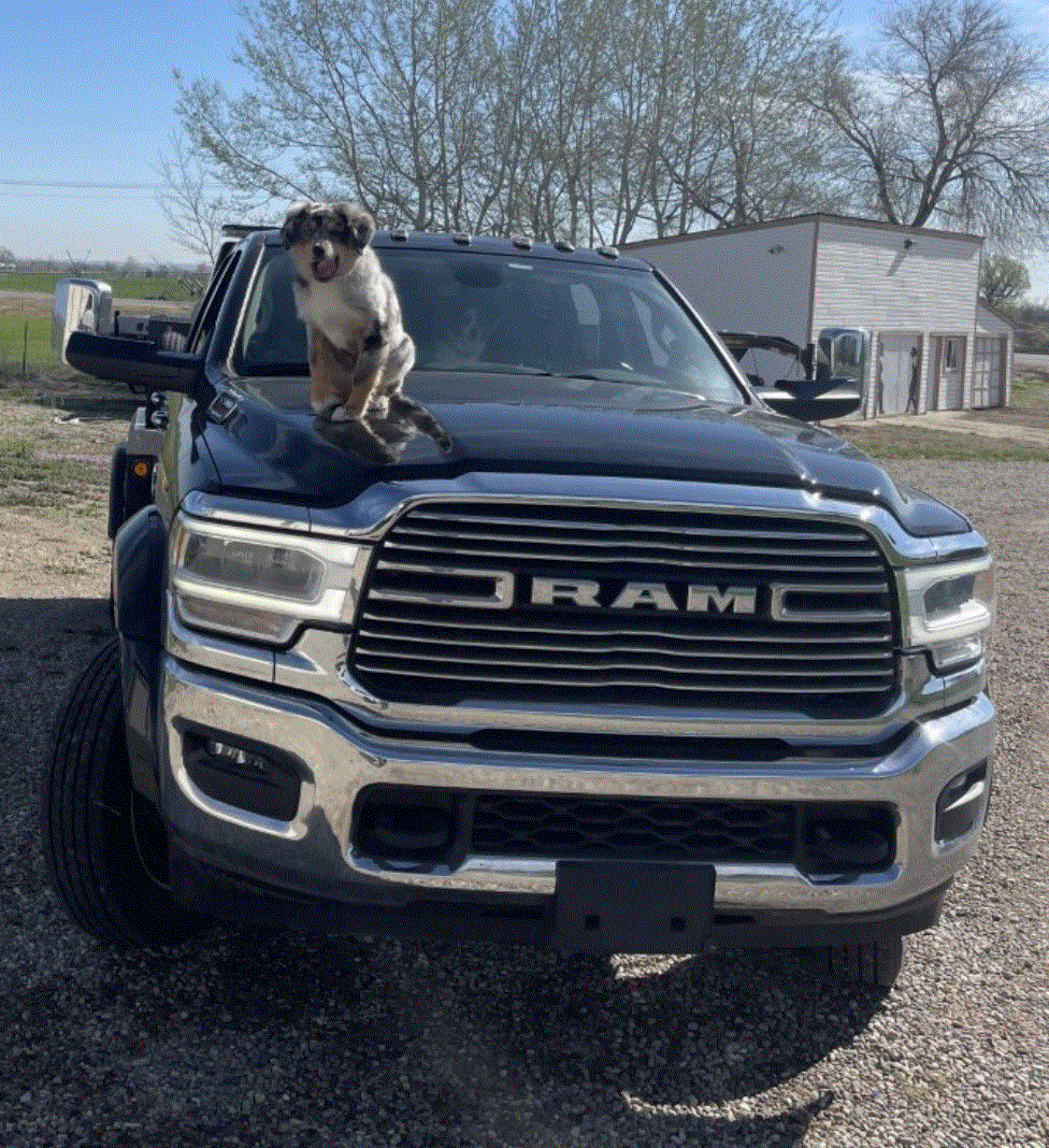 Dog perched on the hood of a dark blue RAM truck in a rural setting.